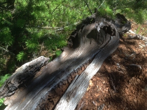 Brown rotted wood spilling out of a silvered trunk.