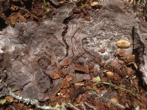 Oak wood on ground